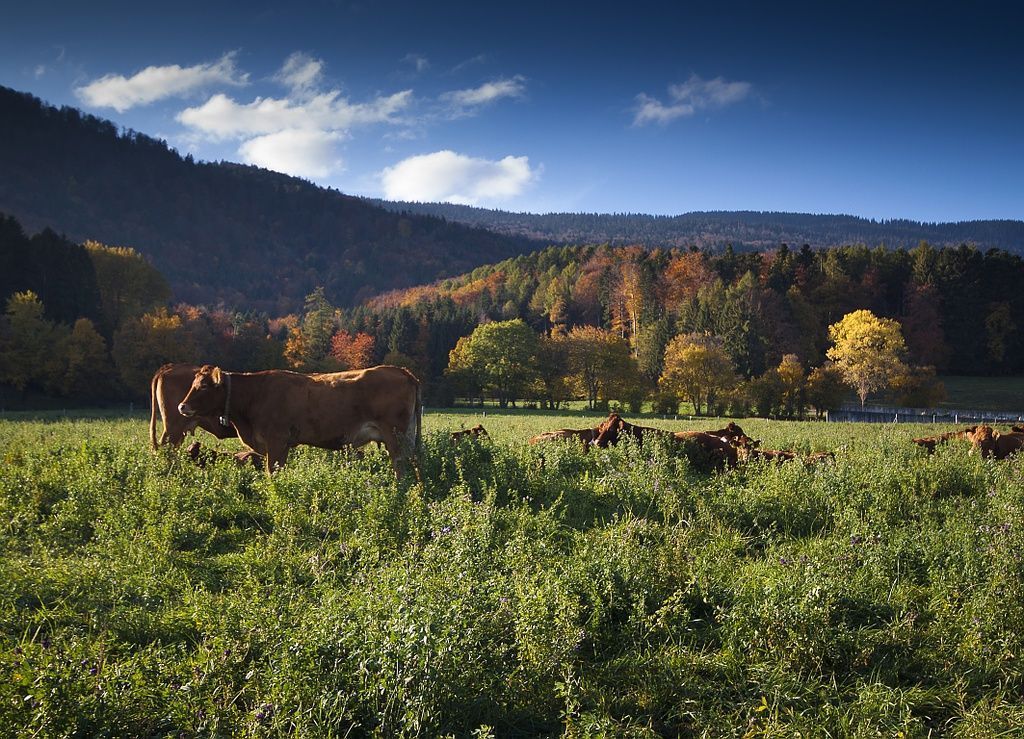 Vermot Sàrl - Montricher