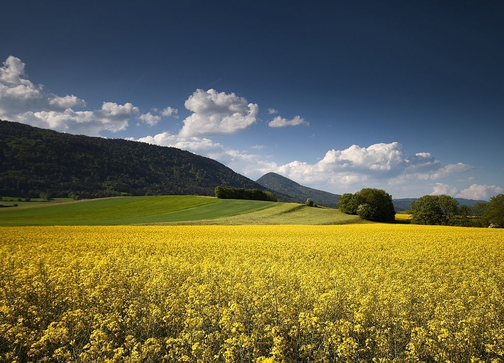 Vermot Sàrl - Montricher