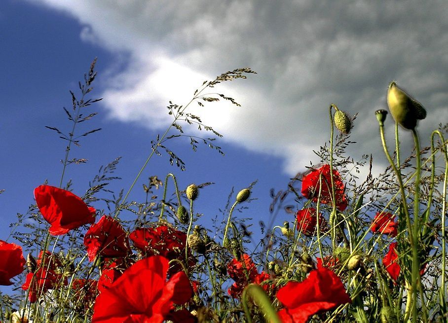 Vermot Sàrl - Montricher