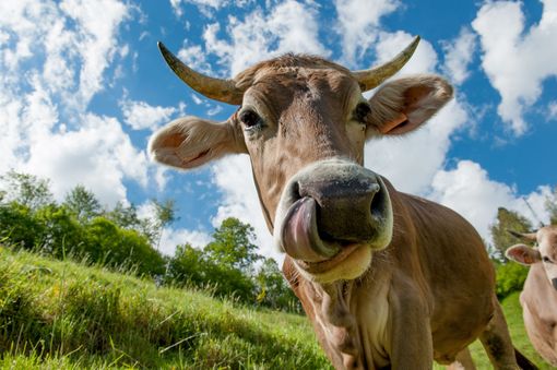 Gros plan sur une vache fauve à cornes dans un champ herbeux sous un ciel bleu clair et nuageux.