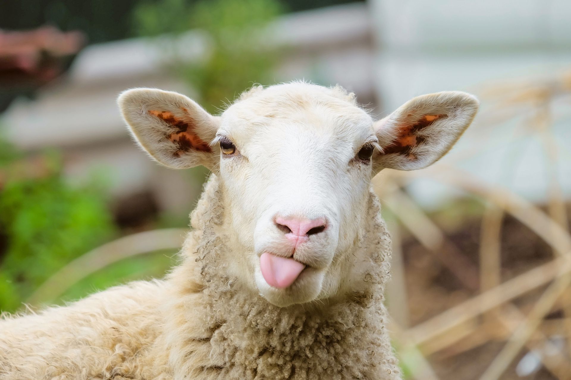 Mouton blanc tirant la langue dans un cadre herbeux en extérieur.