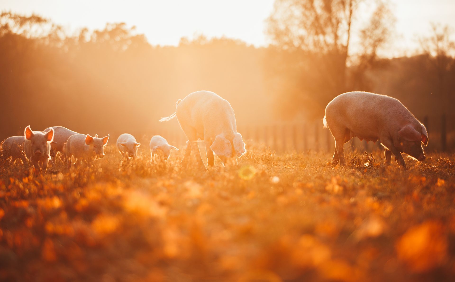 Des cochons broutant dans un champ doré au coucher du soleil.