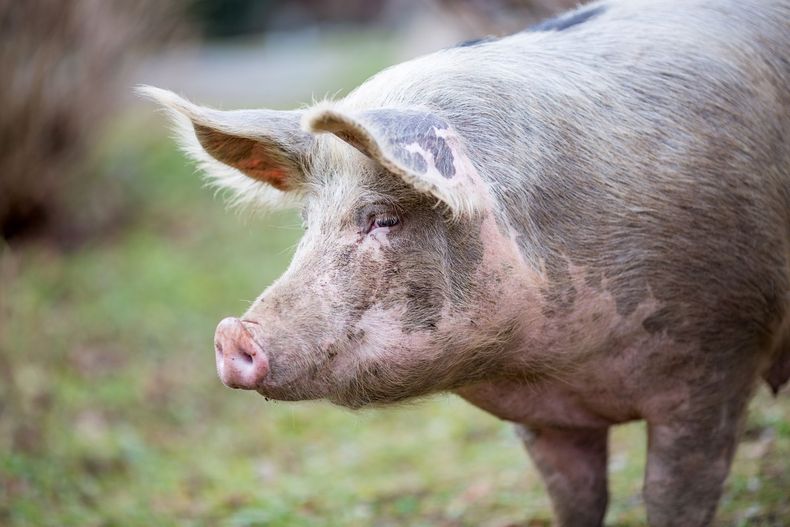 Gros plan sur un cochon couvert de boue, debout à l'extérieur sur l'herbe, tourné vers la gauche.