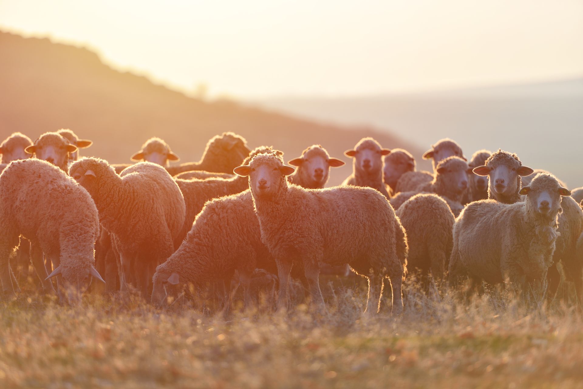 Des moutons paissent dans un champ ensoleillé à l'aube.