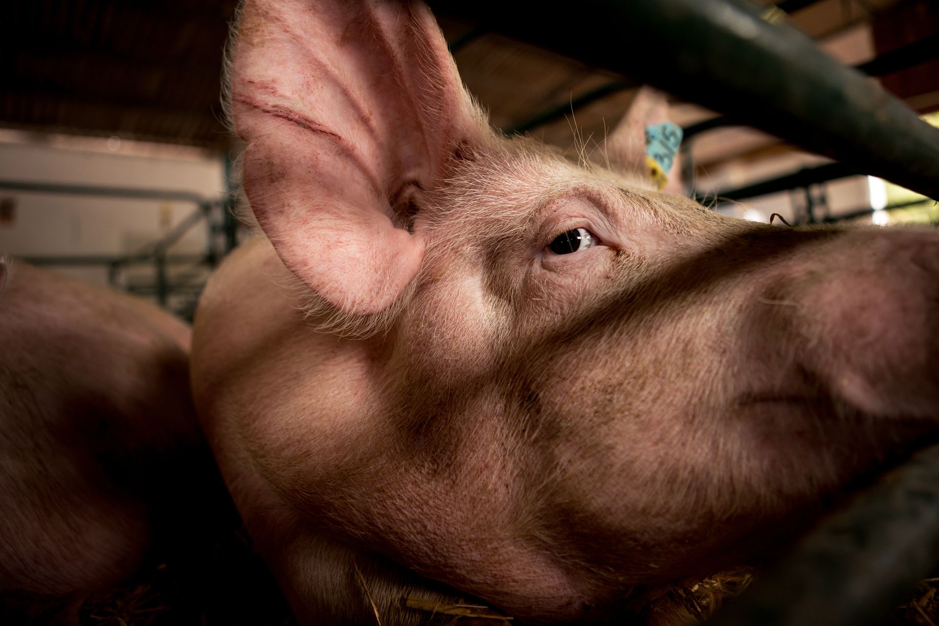 Gros plan d'un cochon derrière des barreaux métalliques sombres, dont une oreille et un œil sont visibles dans un enclos faiblement éclairé.