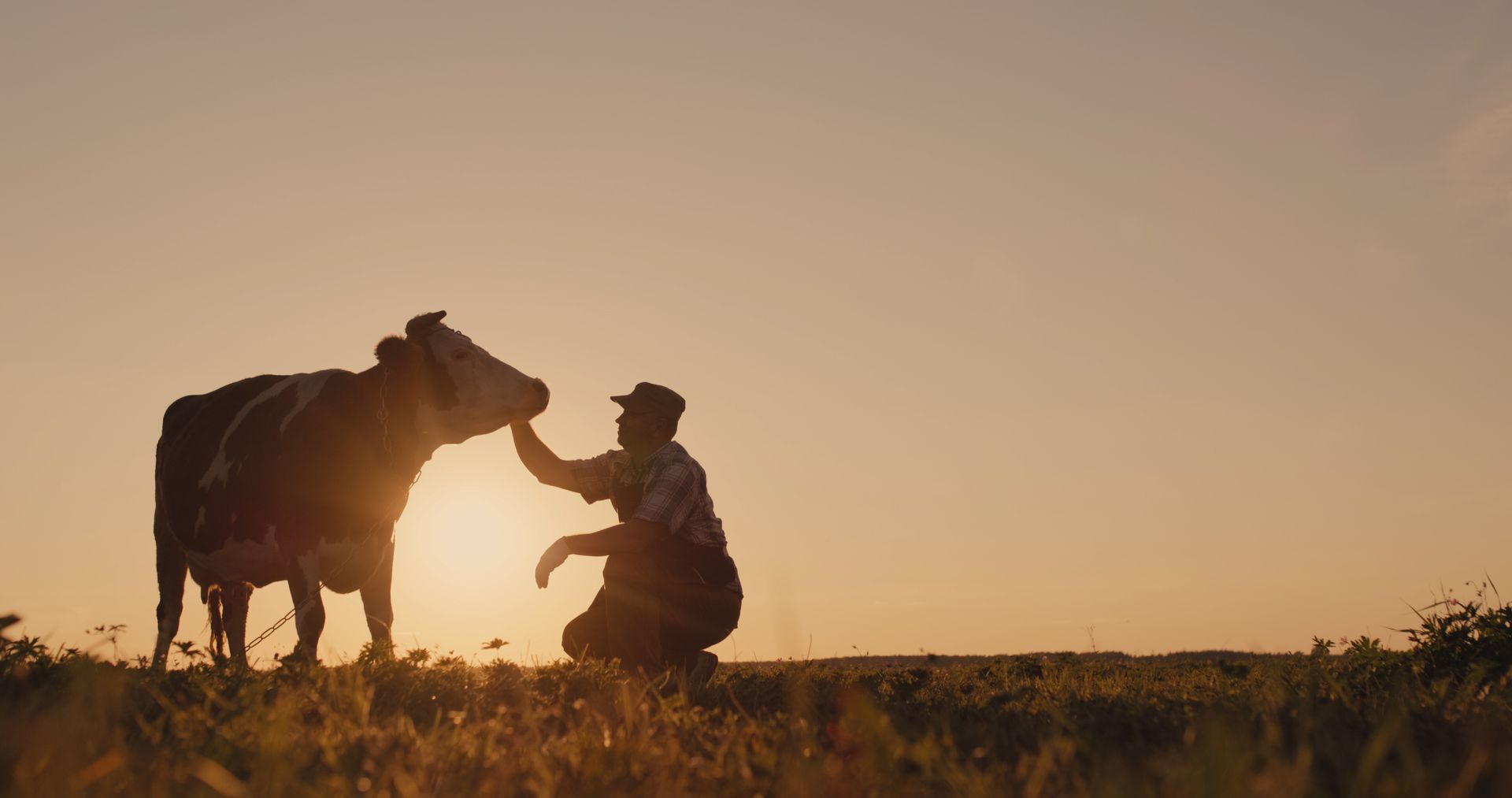 Silhouette d'une personne agenouillée près d'une vache au coucher du soleil dans un champ herbeux.
