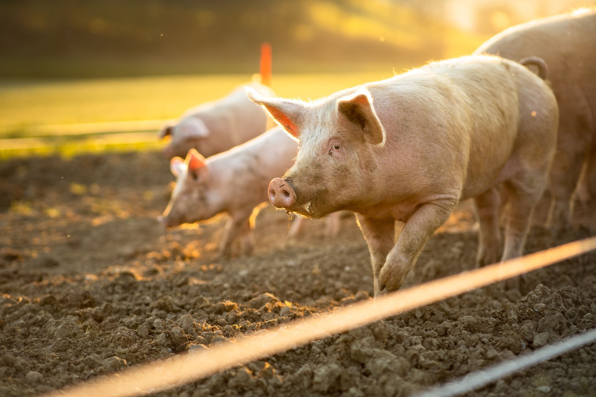 Trois cochons trottinant dans un champ boueux au coucher du soleil, une douce lumière dorée en arrière-plan.