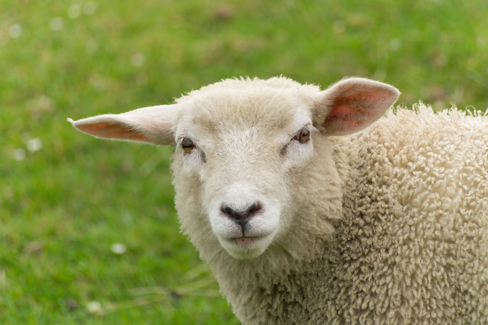 Agneau blanc debout dans l'herbe verte, face à la caméra.