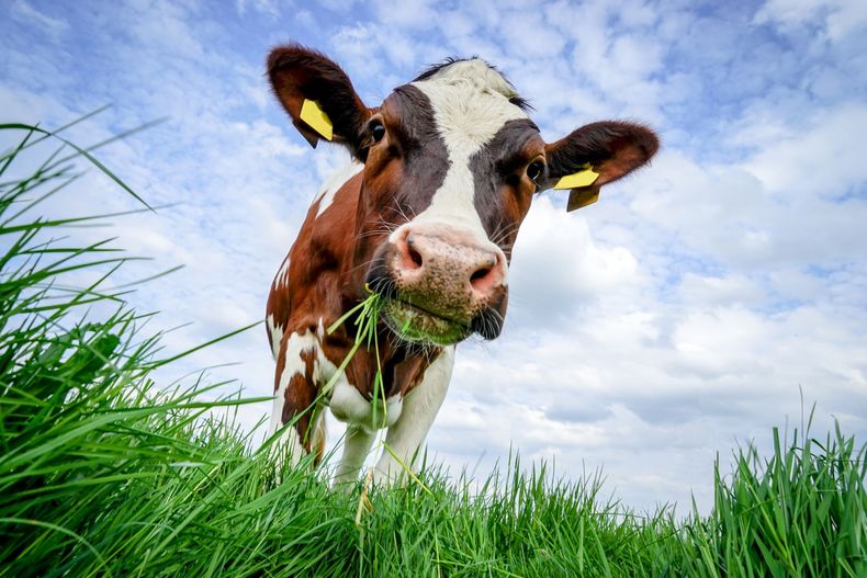 Une vache brune et blanche broute de l'herbe dans un champ verdoyant sous un ciel bleu nuageux.