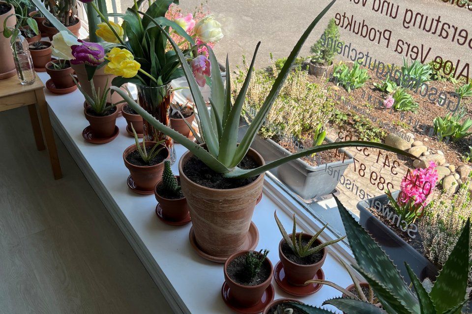 044 341 33 63 – Aloe-vera-Pflanzen