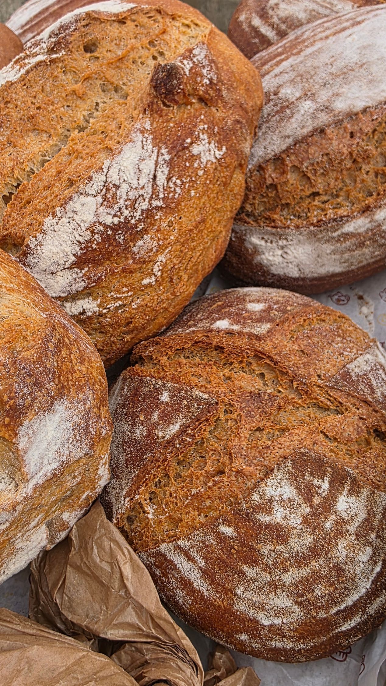 Varias hogazas redondas y rústicas de pan de masa madre con la parte superior marcada, dispuestas en una cesta de mimbre.
