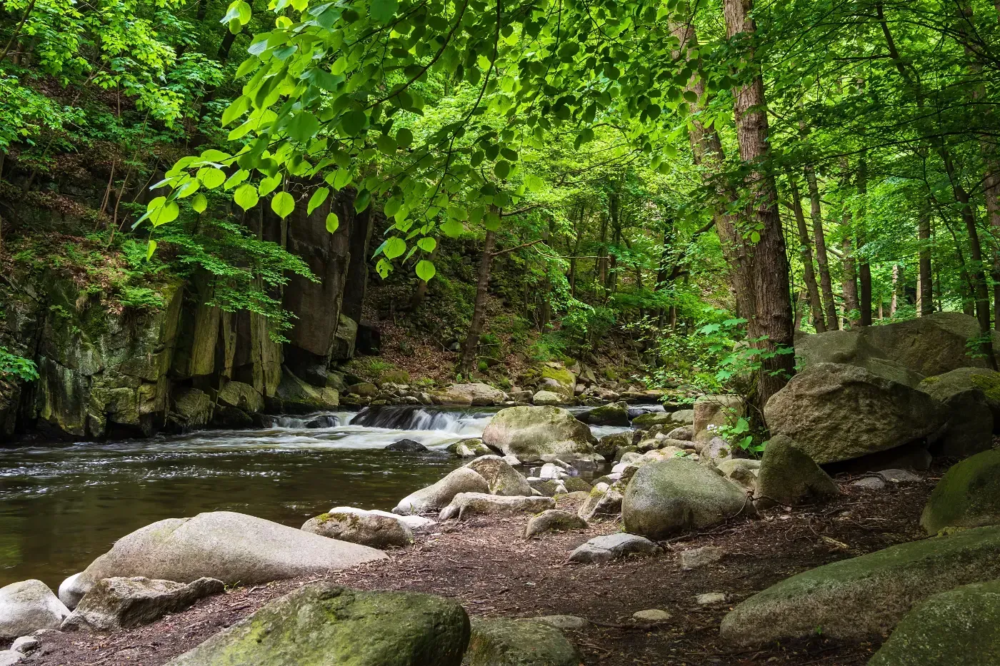 Ein plätschernder Bach fließt durch einen üppigen, grünen Wald mit felsigen Ufern und überhängenden, belaubten Ästen.