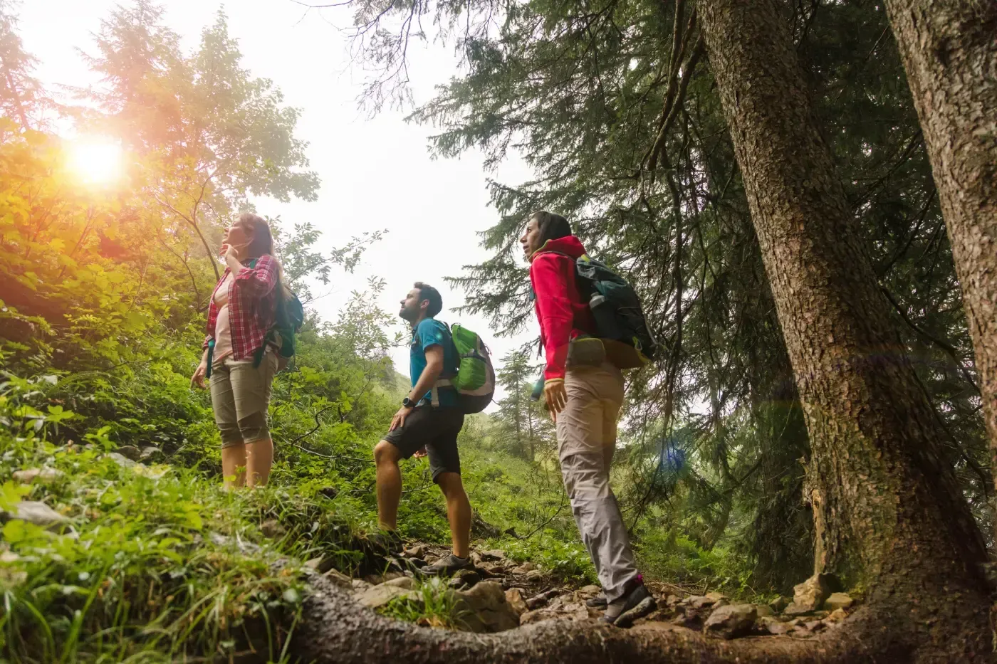 Drei Wanderer mit Rucksäcken stehen auf einem grünen, sonnenbeschienenen Waldweg und blicken durch die Bäume nach oben.