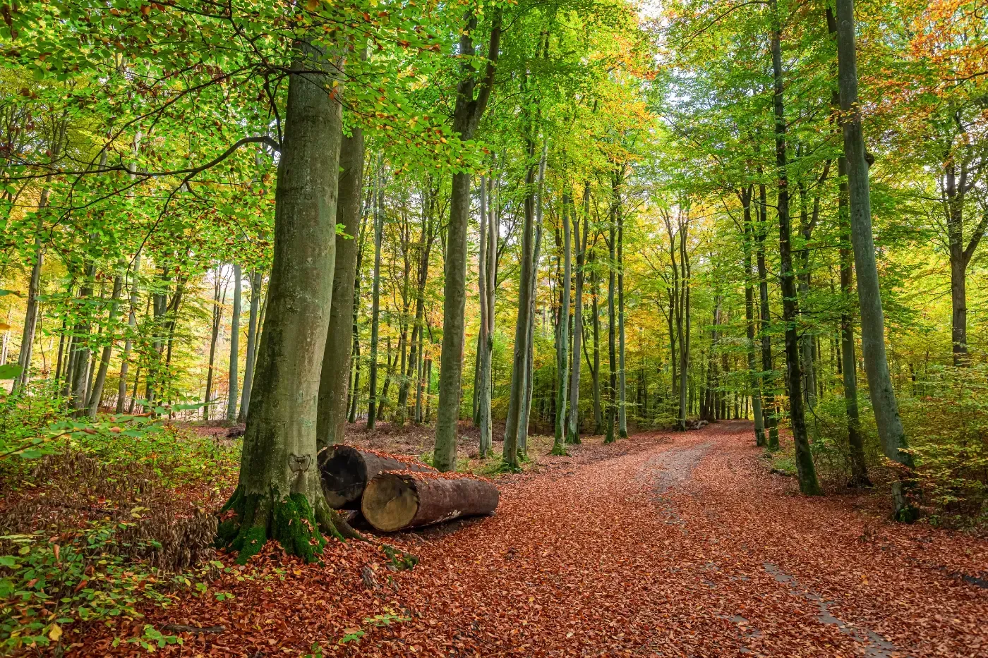 Ein mit herabgefallenem Herbstlaub bedeckter Pfad schlängelt sich durch einen sonnenbeschienenen Wald mit hohen Bäumen, grünem Laub und zwei gefällten Baumstämmen.