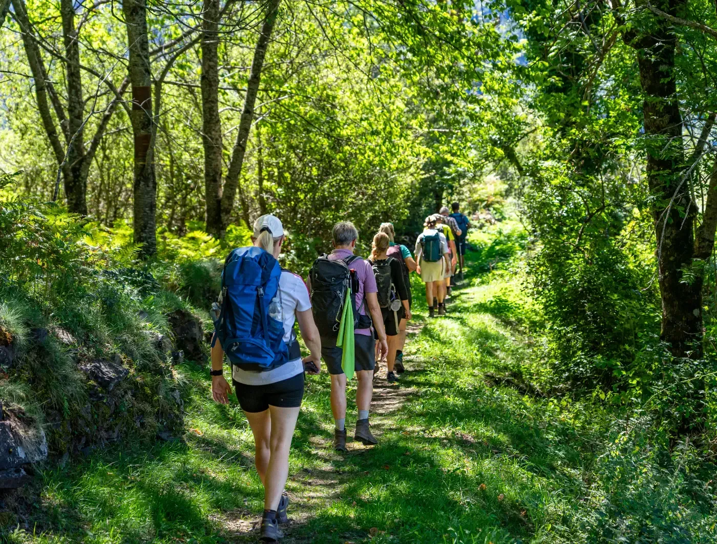 Eine Gruppe Wanderer mit Rucksäcken geht auf einem sonnenbeschienenen Feldweg durch einen üppigen, grünen Wald.