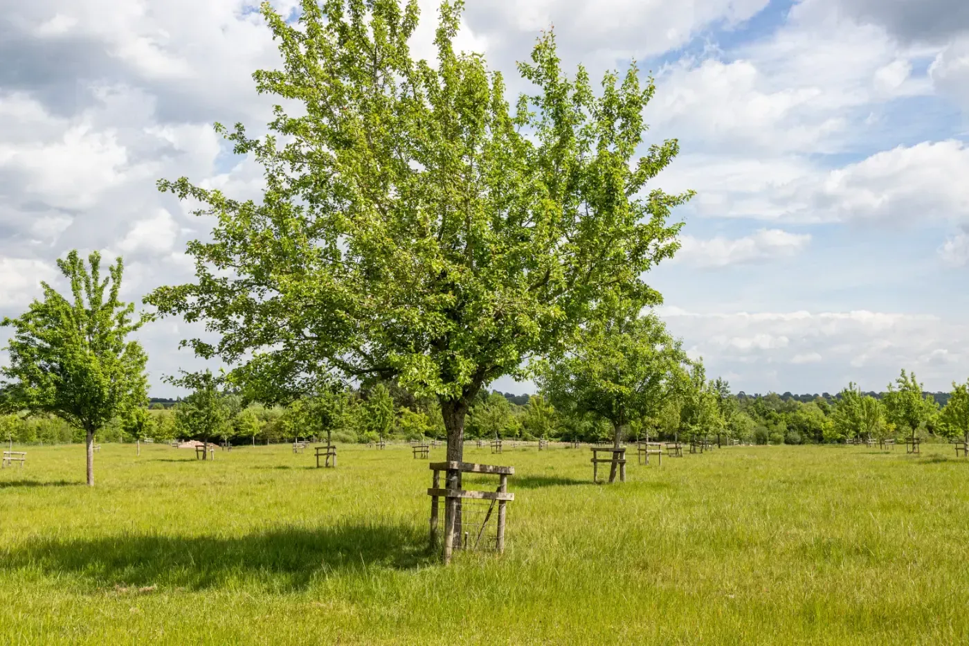 Ein Feld mit jungen, grünen Bäumen, jeder einzelne durch einen Holzpfahl geschützt, unter einem teilweise bewölkten Himmel.