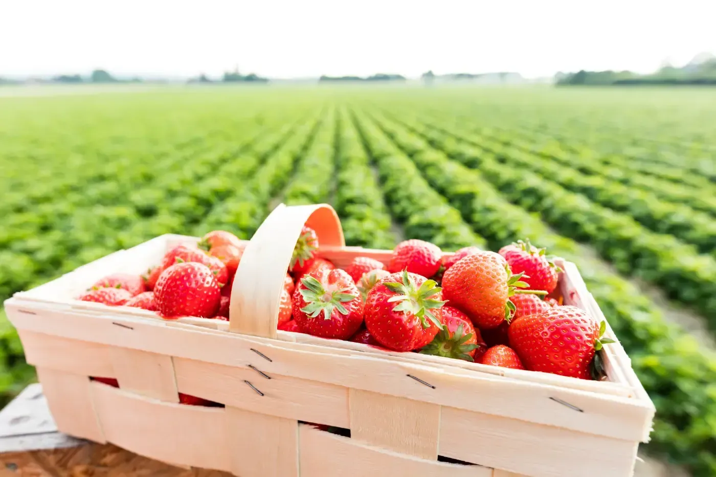 Ein Holzkorb gefüllt mit frischen roten Erdbeeren, der vor einem weiten, mit Reihen gefüllten grünen Feld steht.
