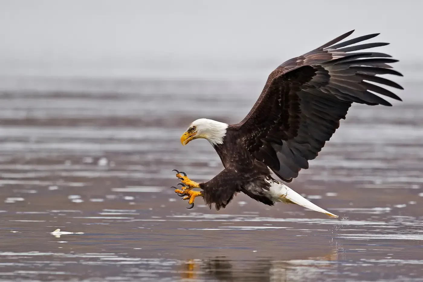 Ein Weißkopfseeadler mit weit ausgebreiteten Flügeln stürzt mit ausgestreckten Krallen auf die Wasseroberfläche herab.