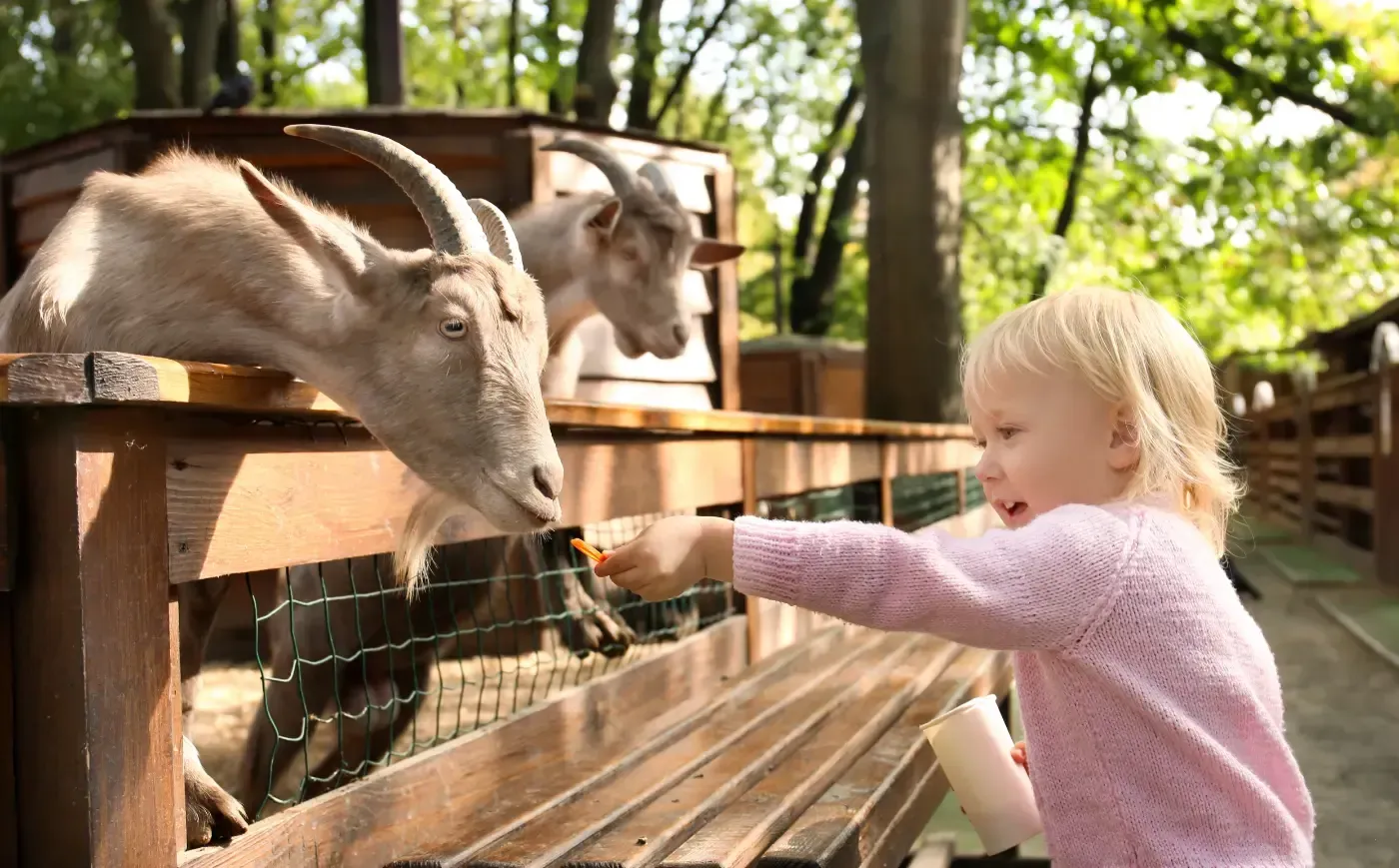 Ein kleines Kind in einem rosa Pullover füttert Ziegen in einem umzäunten Tiergehege im Freien mit Karotten.