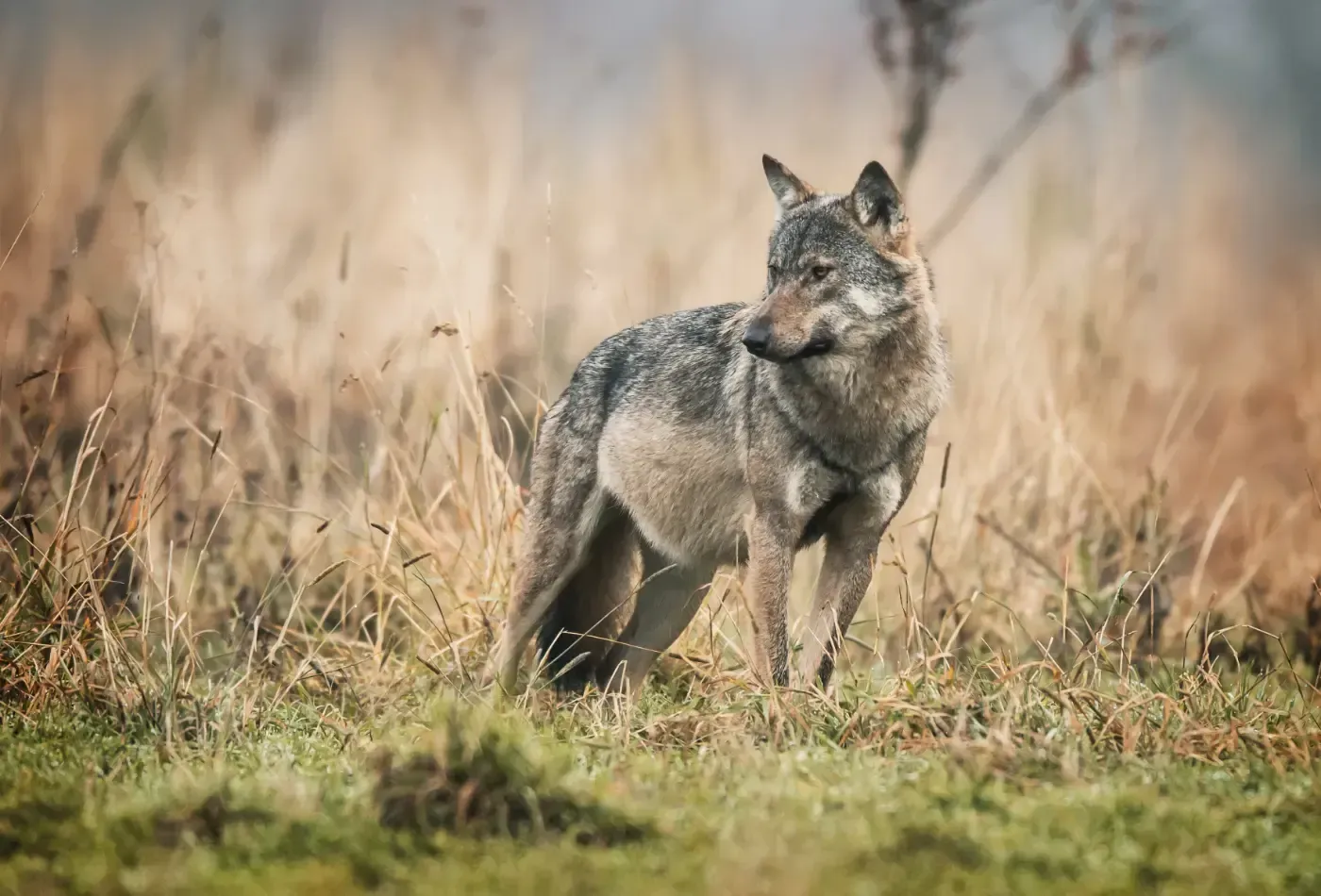 Ein grauer Wolf steht auf einem Feld mit hohem, trockenem Gras und blickt nach rechts.