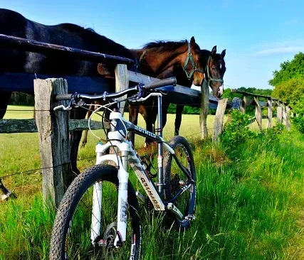 Ein weißes Mountainbike lehnt an einem Holzzaun auf einer grasbewachsenen Wiese, auf der in der Nähe zwei Pferde grasen.
