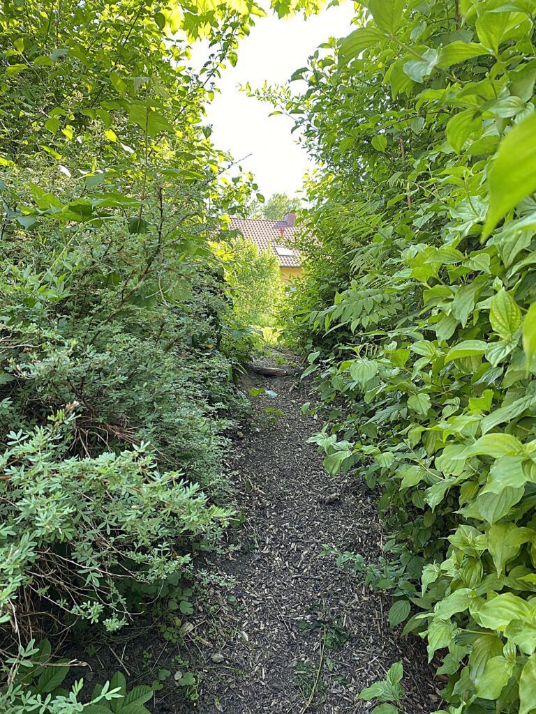 Ein schmaler, dunkler Feldweg, gesäumt von dichtem, grünem Laub, führt zu einem Haus in der Ferne.