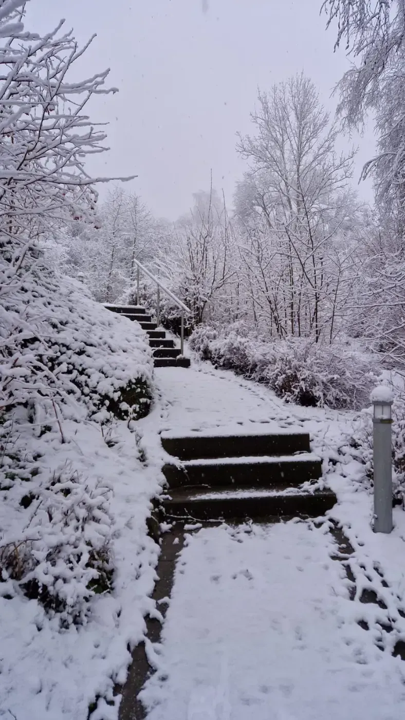 Ein schneebedeckter Gartenweg mit Steinstufen, der sich unter winterlichem Himmel durch die Bäume schlängelt.