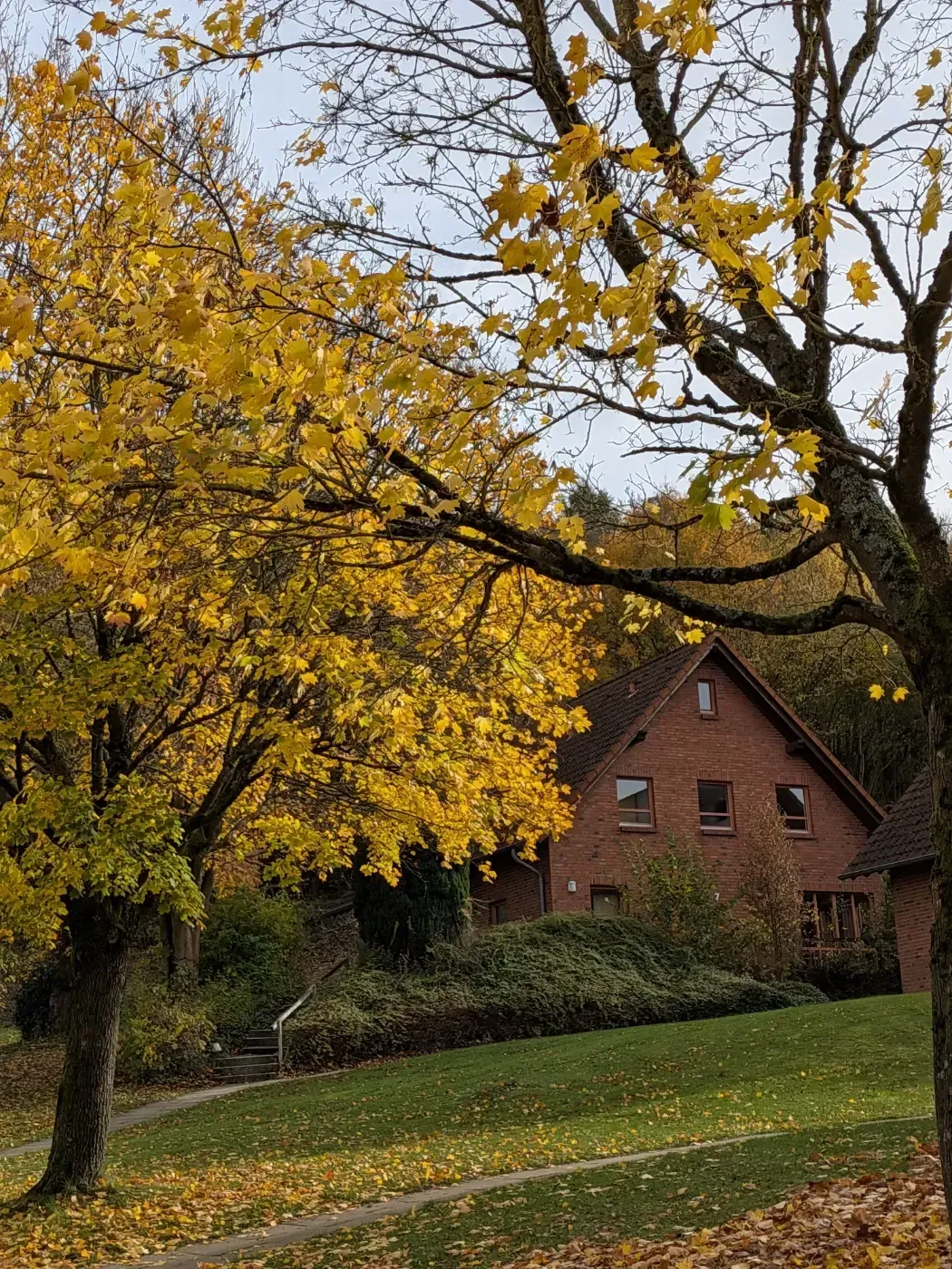 Ein Backsteinhaus, teilweise verdeckt von Bäumen mit leuchtend gelbem Herbstlaub auf einem Rasen.