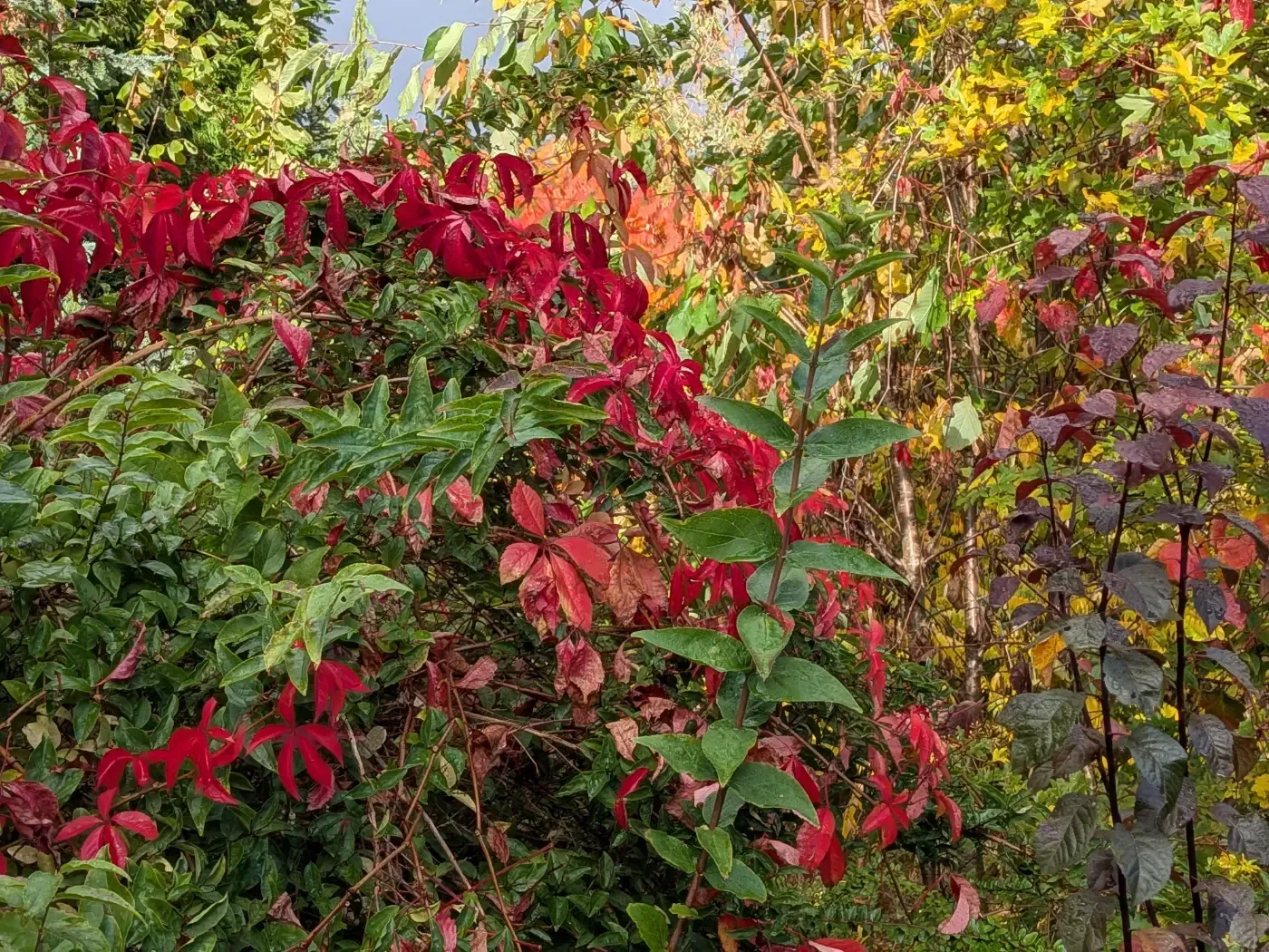 Ein farbenfrohes Herbstpanorama von Sträuchern mit kontrastierenden grünen, leuchtend roten und goldgelben Blättern.