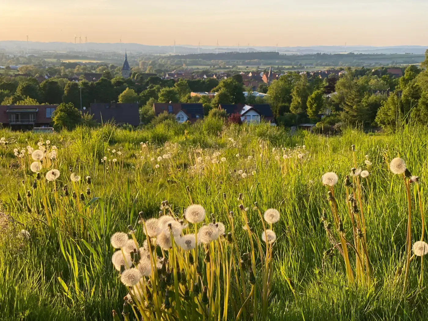 Löwenzahn auf einer üppigen, grünen Hügelwiese mit Blick auf eine Stadt im sanften, goldenen Abendlicht.