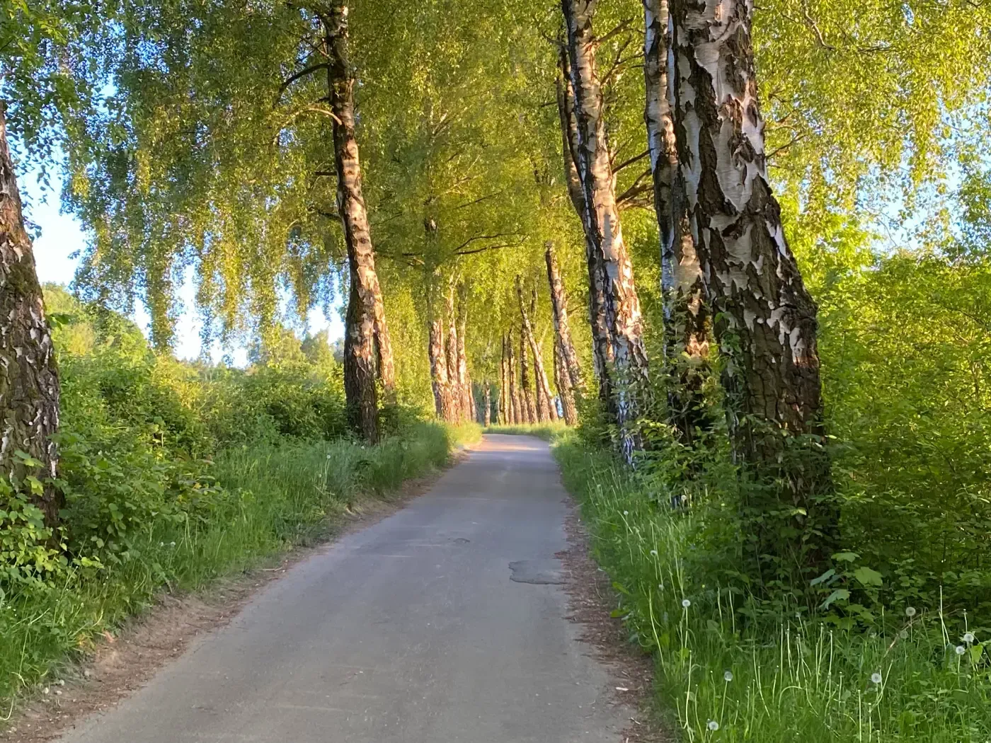 Eine gepflasterte Straße führt durch einen ruhigen, von Bäumen gesäumten Weg mit üppig grünen Birken unter sonnigem Himmel.