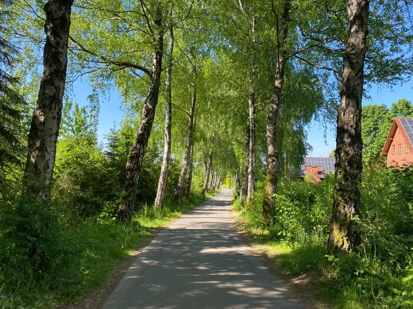 Ein gepflasterter Weg erstreckt sich in die Ferne, gesäumt von üppig grünen Birken unter einem klaren blauen Himmel.