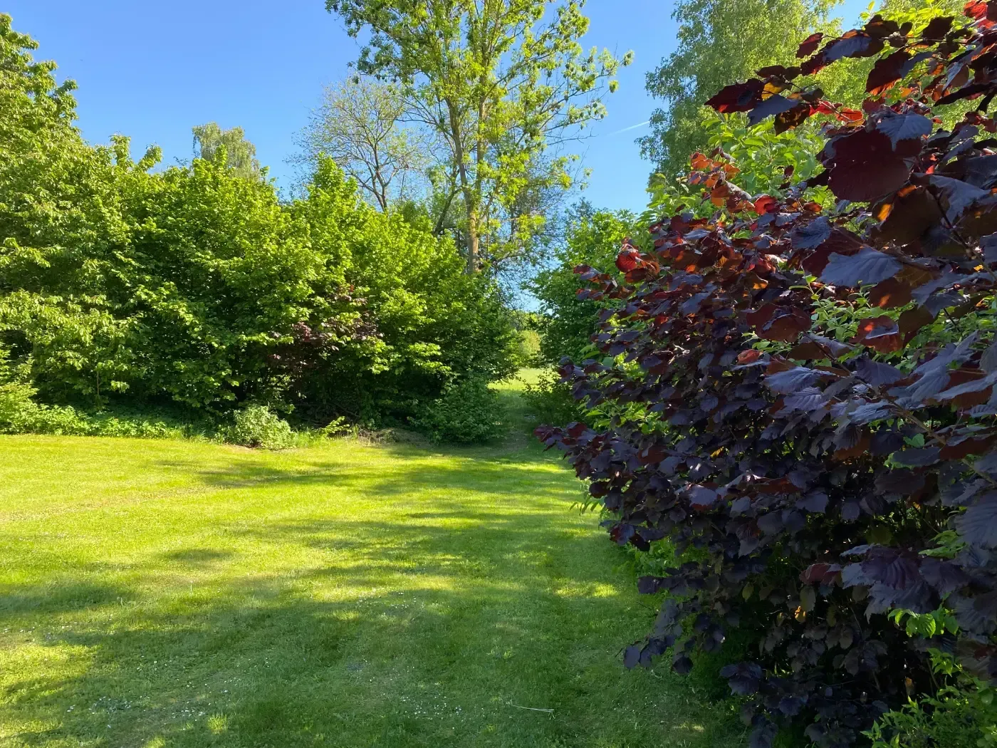 Ein grasbewachsener Pfad führt in einen sonnenbeschienenen Bereich, der links von einem grünen Wald und rechts von einem dunkelviolett belaubten Strauch eingerahmt wird.
