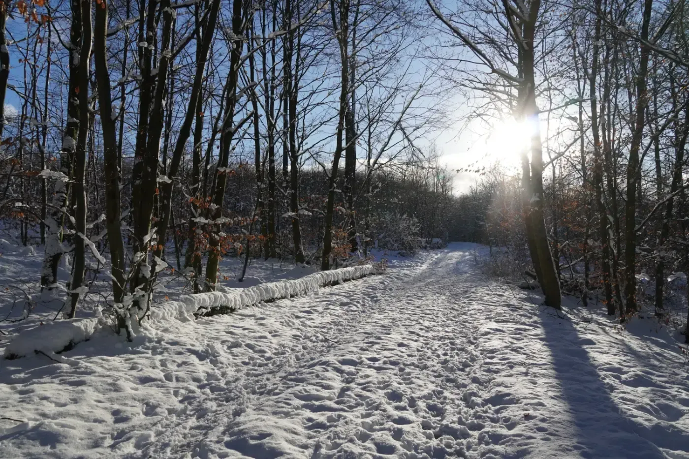 Ein schneebedeckter, sonnenbeschienener Waldweg schlängelt sich unter klarem, blauem Himmel durch kahle Bäume.