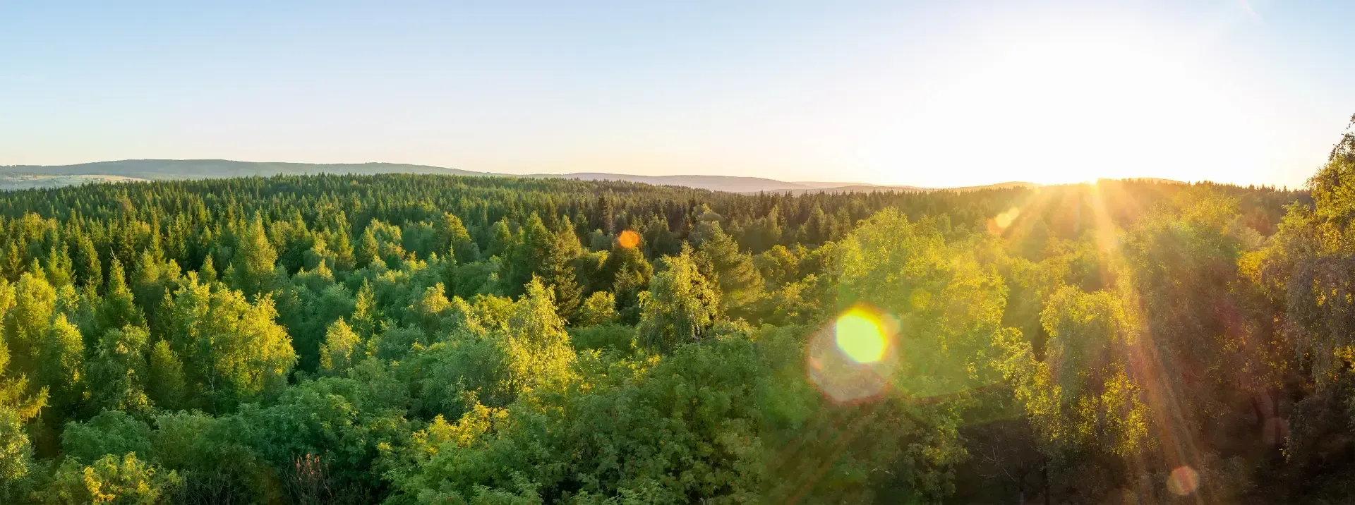 Ein Panoramablick auf einen üppig grünen Wald bei Sonnenaufgang, über dessen Baumwipfeln helle Sonnenstrahlen leuchten.