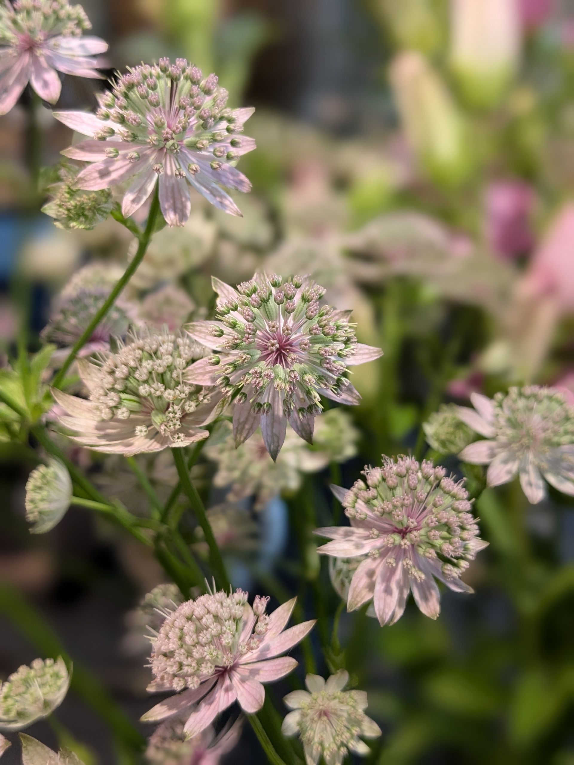 Blumen Röthlin