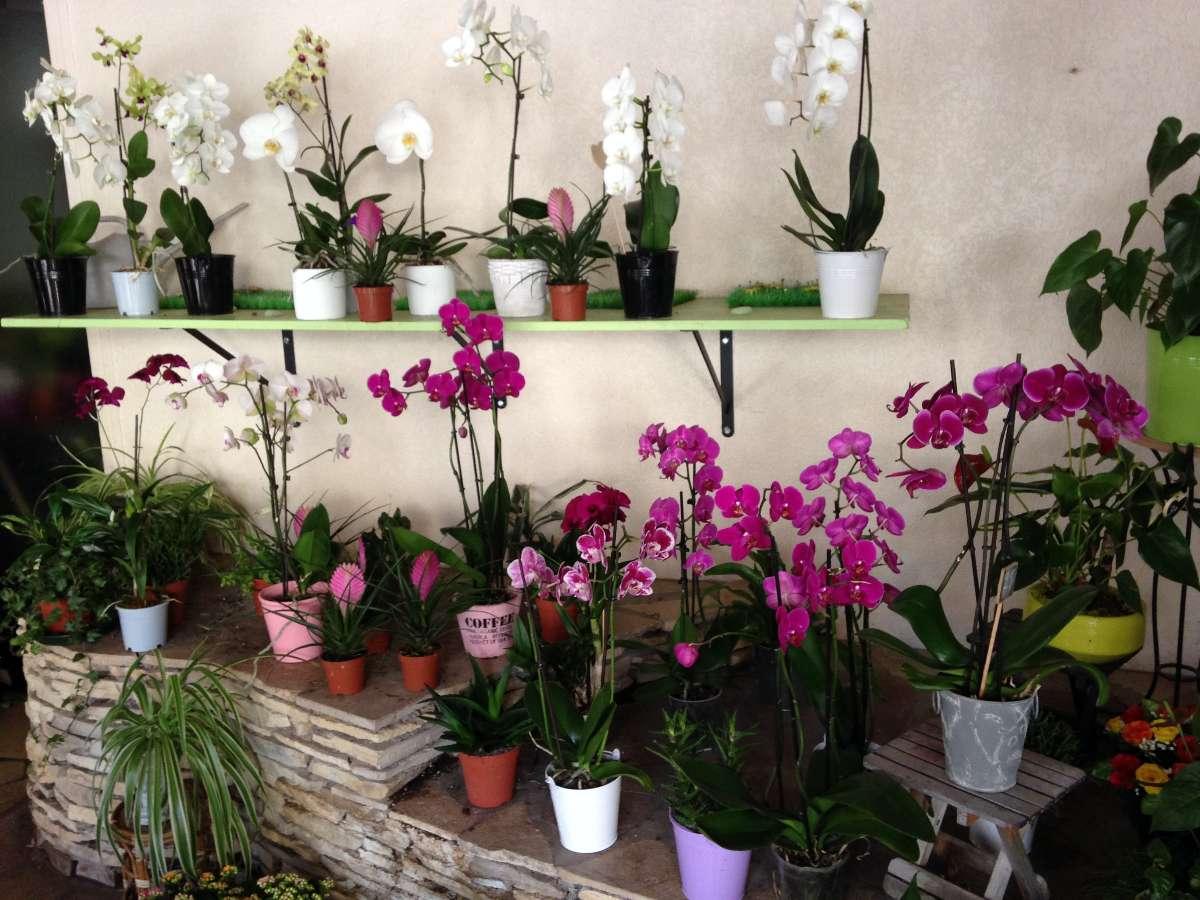 Orchidées