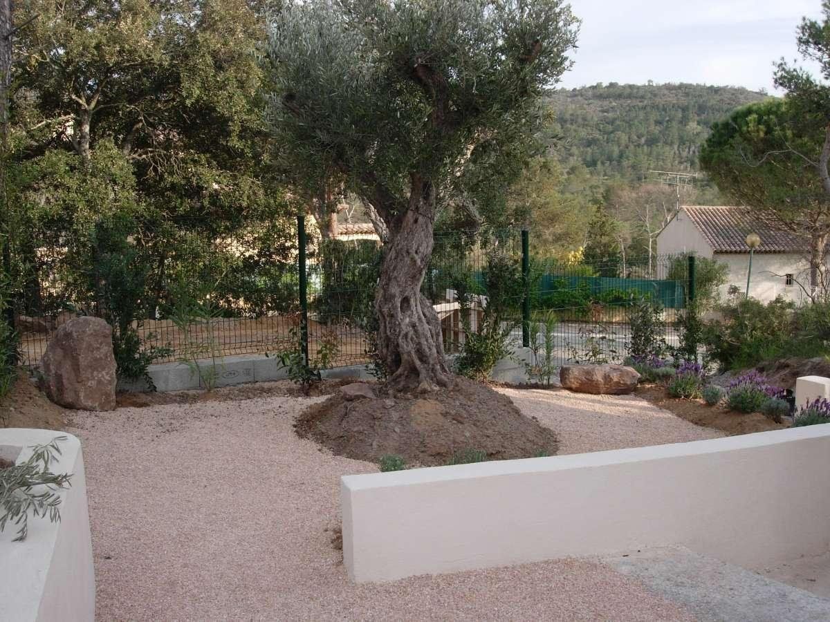 Plantation d'un olivier à Fréjus, dans le Var