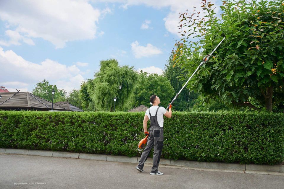 Hecke wird zurückgeschnitten