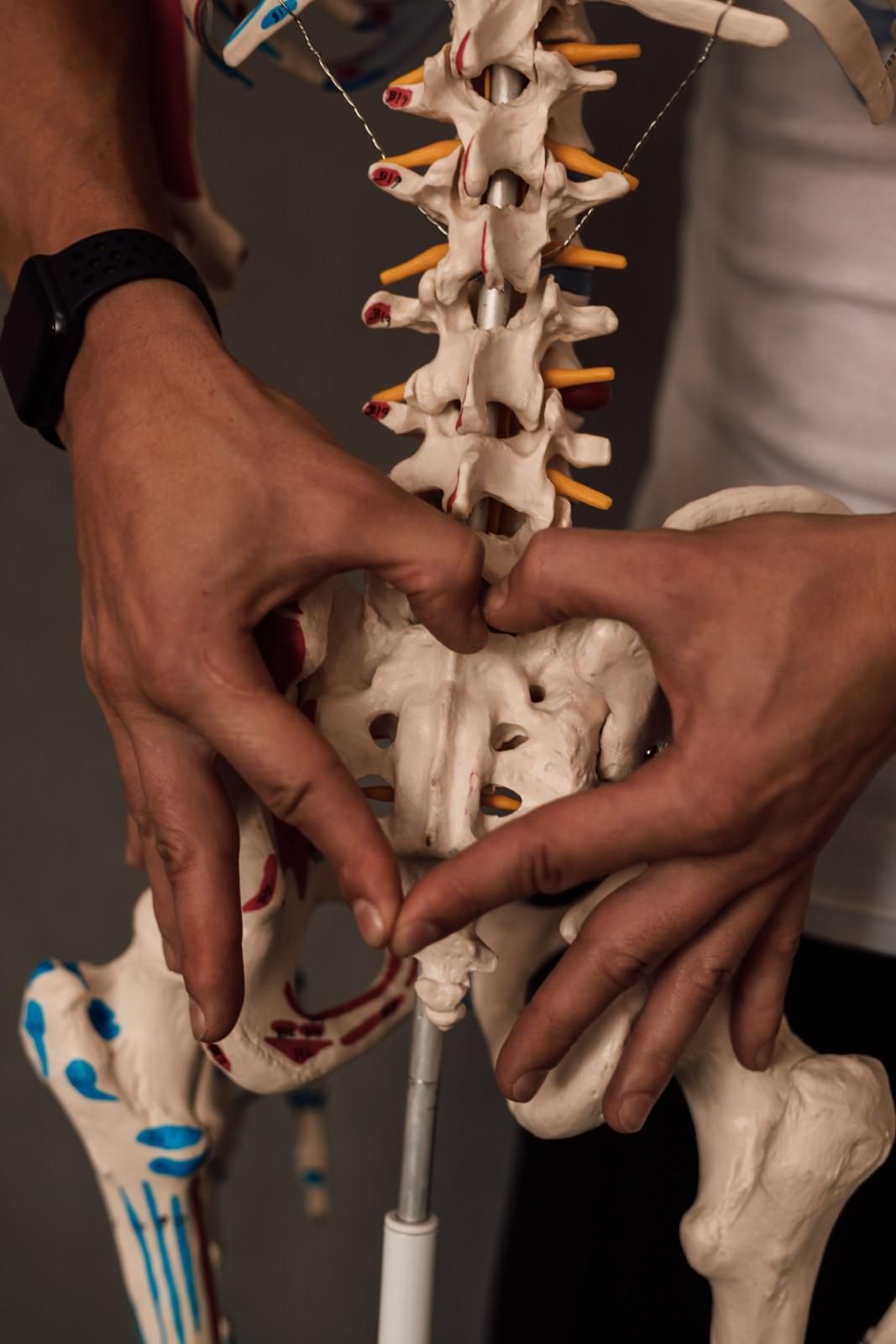 Manos formando un corazón alrededor del sacro y la columna lumbar de un modelo esquelético.