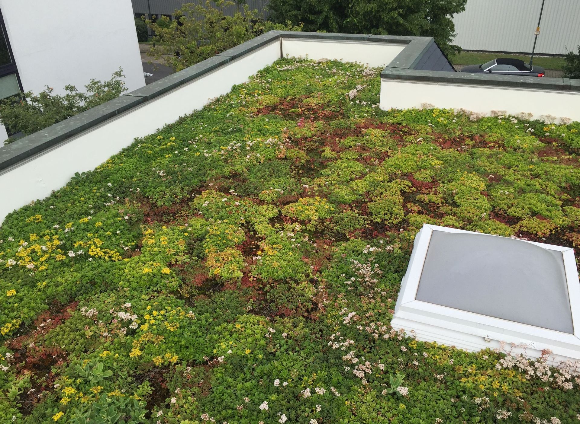 Gründach: Dachbegrünung