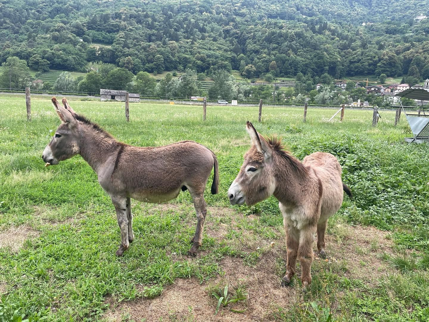 Produzione carne biologica - Azienda agricola Gianella