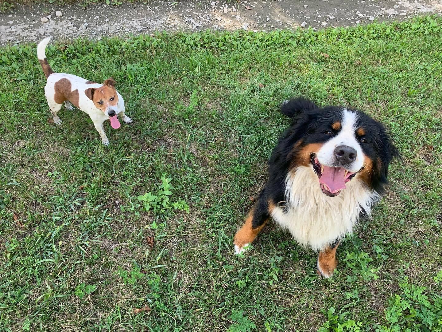 Cani - Produzione carne biologica - Azienda agricola Gianella