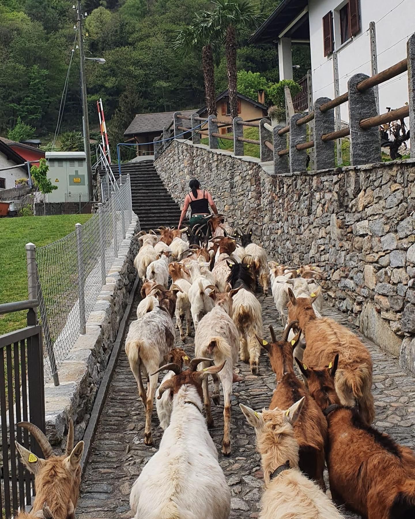 Caprette - Produzione carne biologica - Azienda agricola Gianella