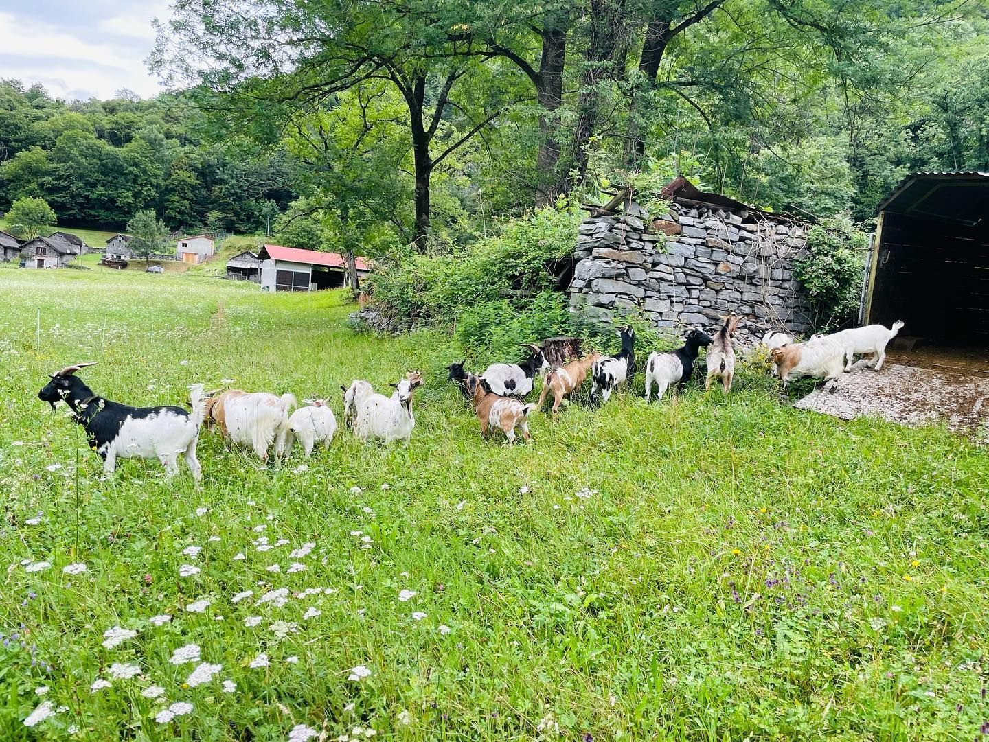 Produzione carne biologica - Azienda agricola Gianella