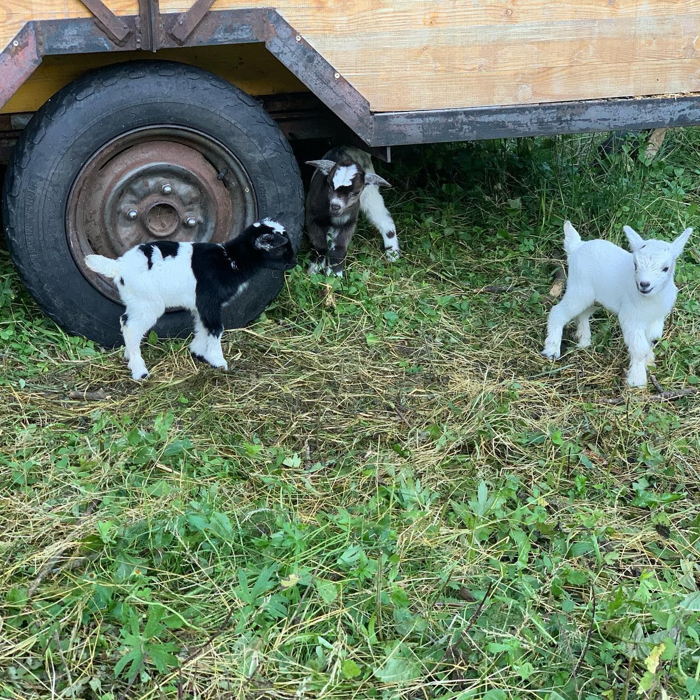 Produzione carne biologica - Azienda agricola Gianella'