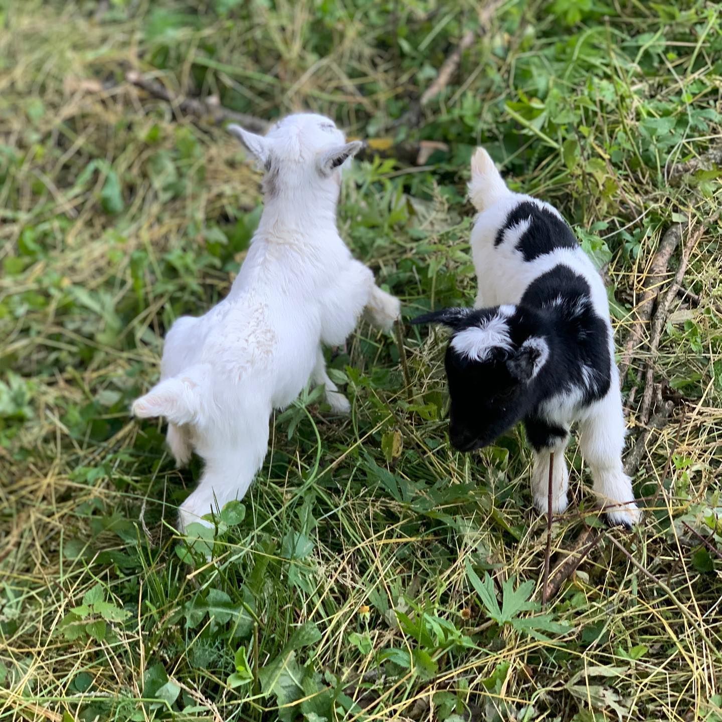 Produzione carne biologica - Azienda agricola Gianella