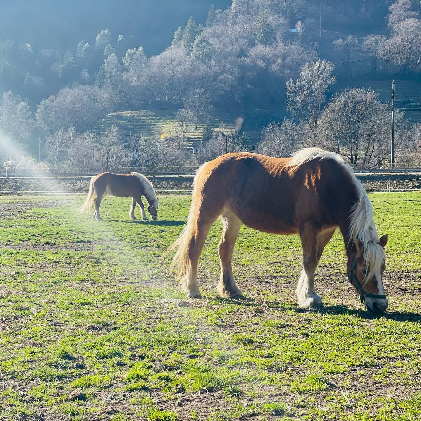 Cavalli pascolo - Azienda Agricola Gianella produzione carne biologica