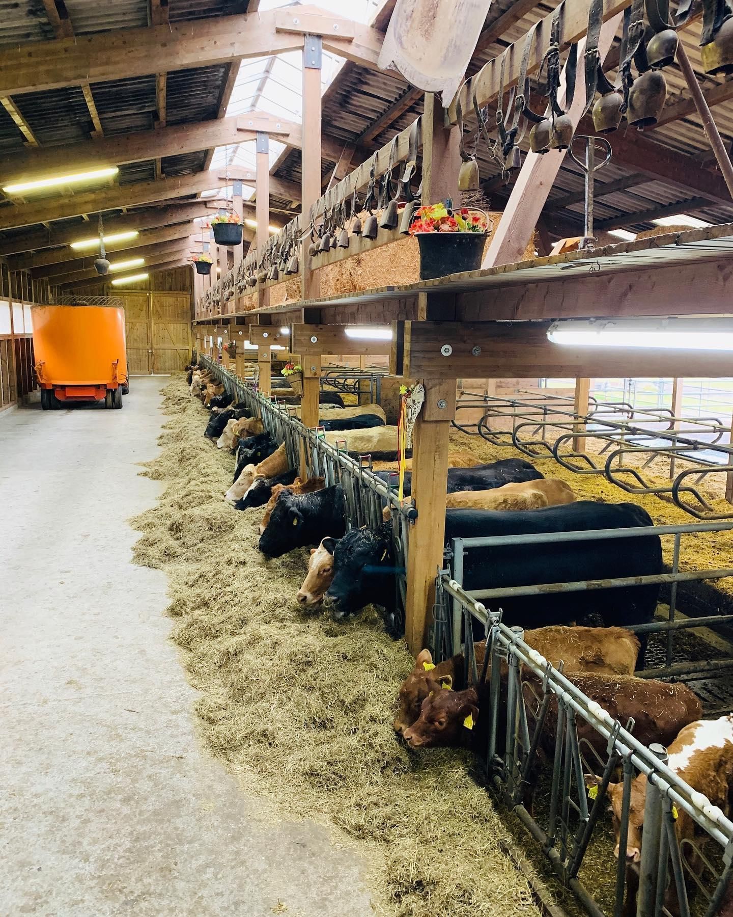 Foraggio fieno stalla mucche - Produzione carne biologica - Azienda agricola Gianella