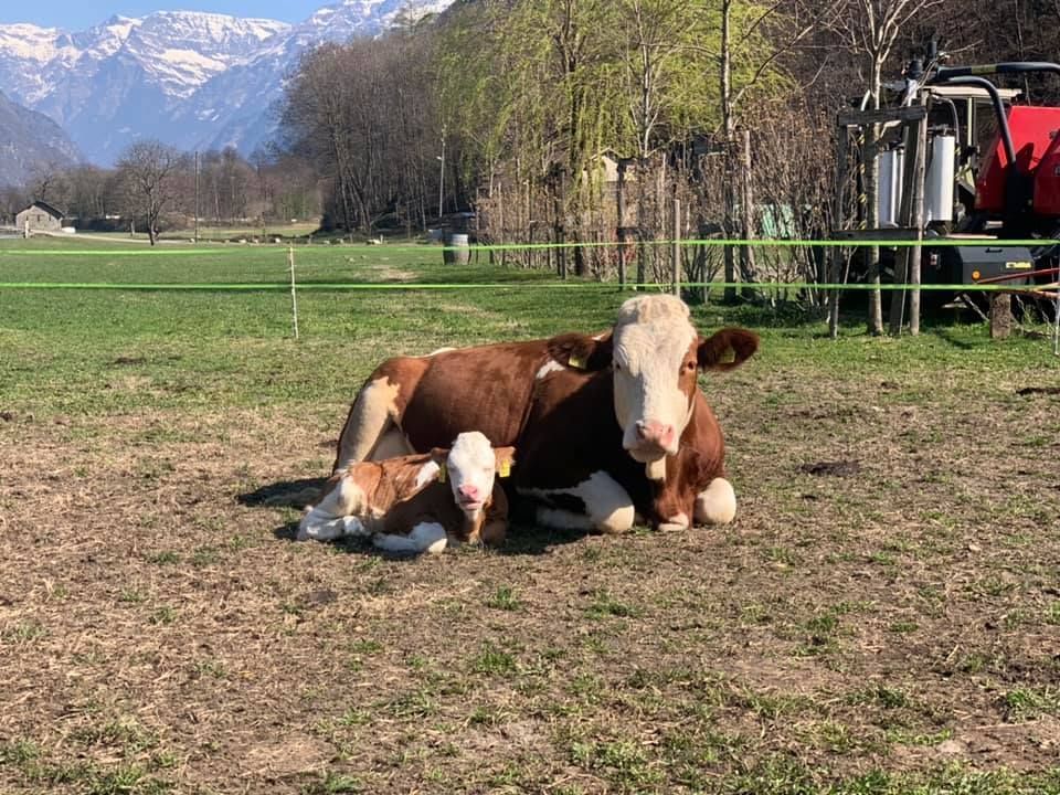 Mucca e vitellino - Produzione carne biologica - Azienda agricola Gianella